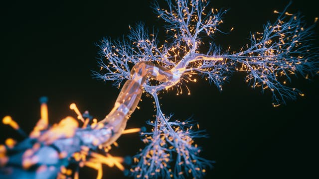 Dendritenbaum eines Neurons