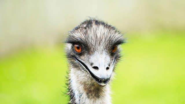 Kopf eines Großen Emus.