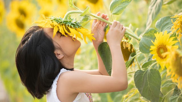 Ein kleines Mädchen riecht an einer Sonnenblume.