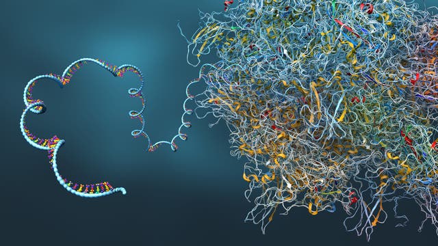Illustration einer einer messenger RNA (mRNA)