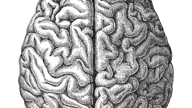Schwarzweiß-Zeichnung eines Gehirns von oben
