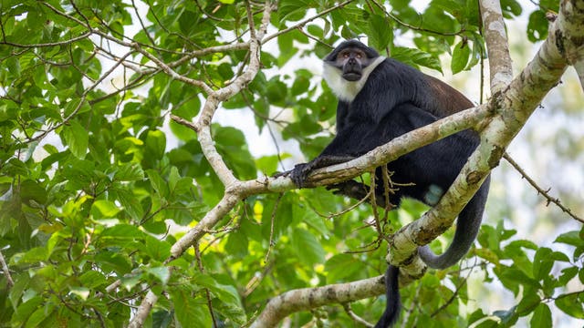 Eine Östliche Vollbartmeerkatze in einem Baum im Kibale Forest National Park in Uganda