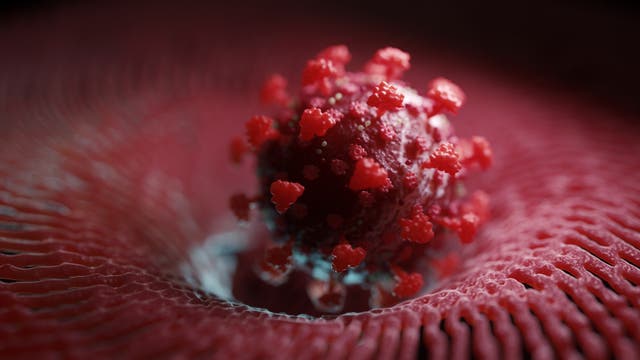 Modell eines Coronavirus, das an eine Oberfläche andockt