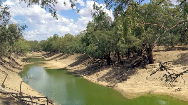 Algen nutzen die Chance, die ihnen niedriger Wasserstand und warmes Wasser bieten: blaugrüne Algen im Darling River.