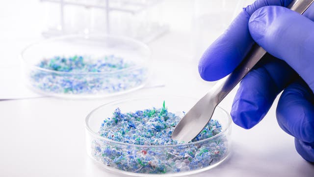 Mikroplastik wird in einer Petrischale untersucht