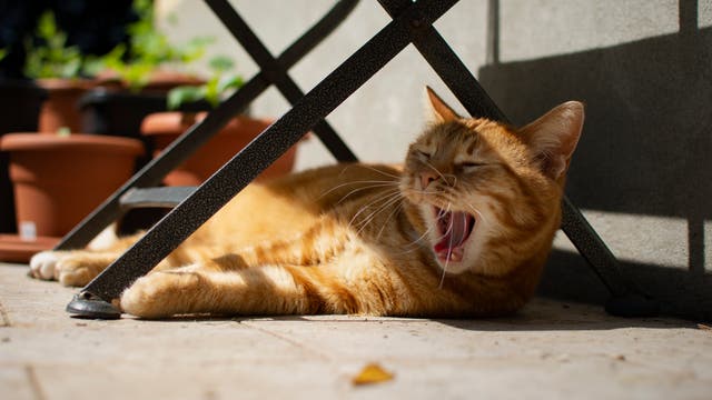Eine gähnende Katze liegt an einem Sommertag unter einem Stuhl im Schatten.