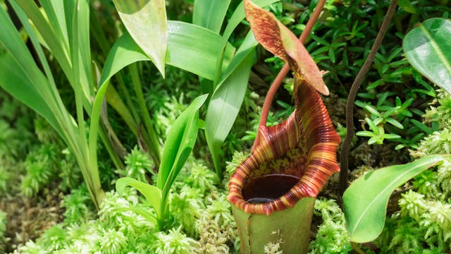 Die Kannenpflanze Nepenthes rajah hat eine große, ausladende Kanne, mit der sie Urin und Kot von kleinen Säugetieren einfängt.
