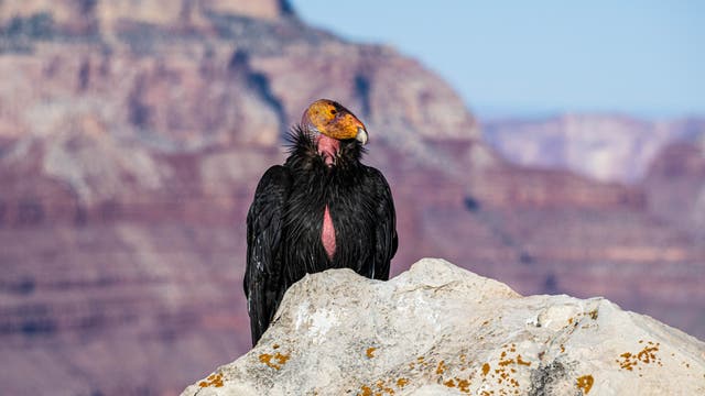 Kalifornischer Kondor sitzt auf einem Felsen im US-Südwesten