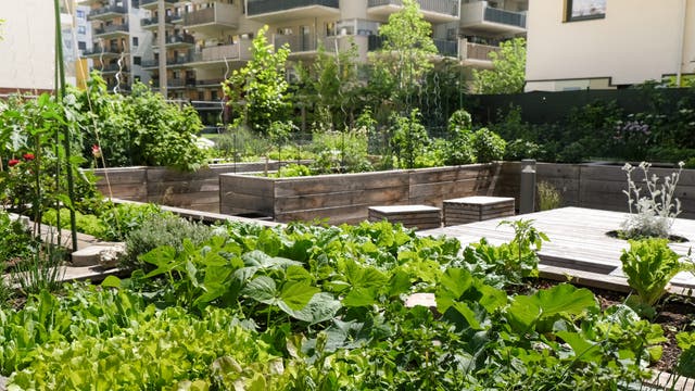 Gemüse in einem städtischen Gemeinschaftsgarten.