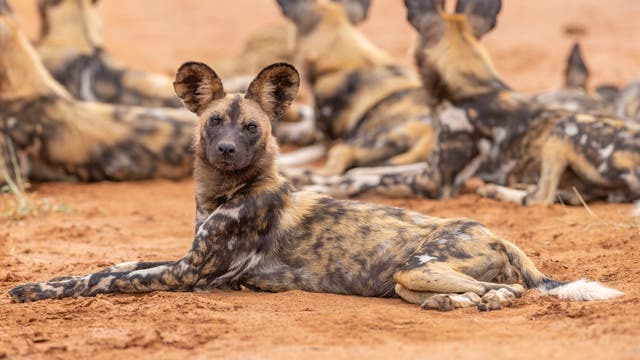 Afrikanische Wildhunde im Rudel