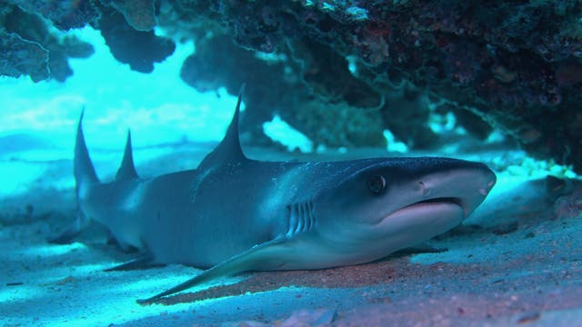Ein Weißspitzen-Riffhai unter einem Riff