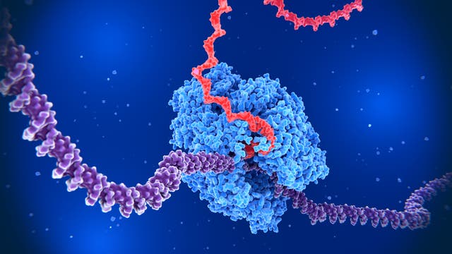 RNA-Polymerase II transkribiert DNA