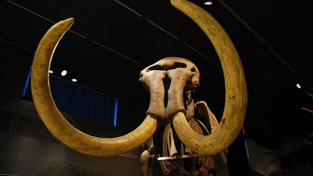 Skelett eines Mammuts in einem Museum. Zu sehen sind der Schädel und die mächtigen Stoßzähne