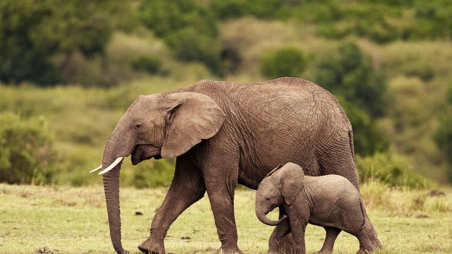 Ein Elefant mit einem Jungtier