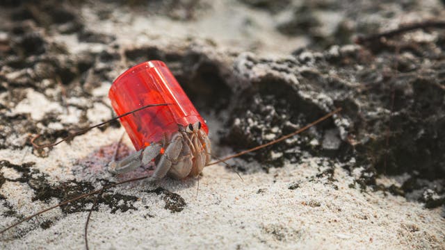 Ein Einsiedlerkrebs auf Sand mit einem roten Plastikbecher als Gehäuse.