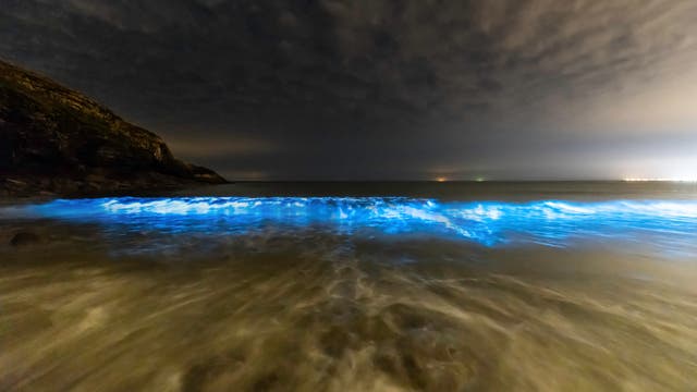Eine blau leuchtende Welle rollt in der Dunkelheit auf den Strand zu.