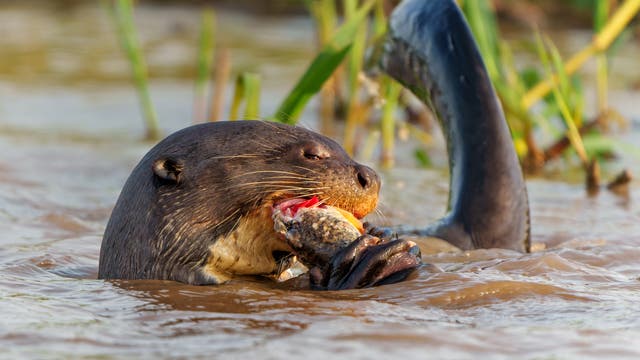 Ein brasilianischer Riesenotter frisst einen Fisch, während er im Fluss schwimmt. Wasserpflanzen sind auch zu sehen.