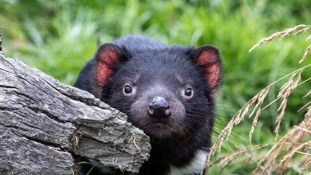 Tasmanischer Teufel, auch Beutelteufel genannt