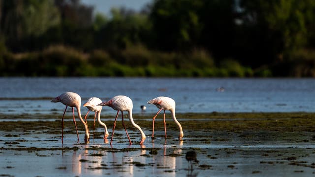 Flamingos im Naturschutzgebiet Doñana, Andalusien, im April 2023.