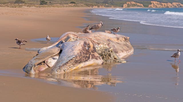 Ein toter, verwesender Grauwald liegt an einem kalifornischen Strand, Wellen laufen ans Ufer, Möwen fressen am Kadaver