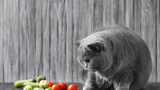Eine Britisch-Kurzhaar-Katze starrt auf Gemüse