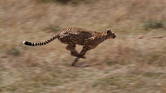 Geparden sind die schnellsten Landtiere.