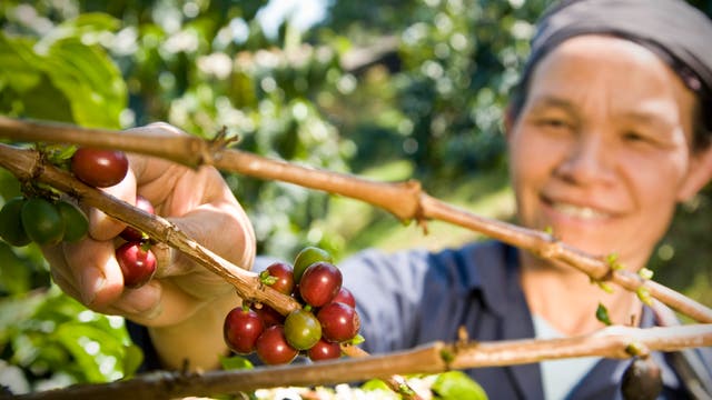 Eine Farmerin pflückt eine derzeit weit verbreitete Sorte von Kaffee.