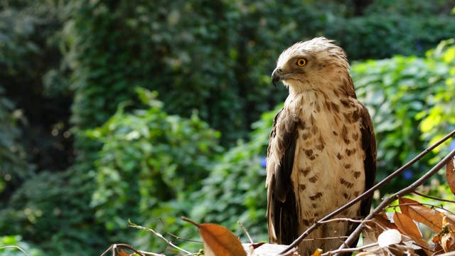 Die Schlangenadler (Circaetus gallicus) gehören zu den Vögeln Indiens deren Bestände stark abgenommen haben.
