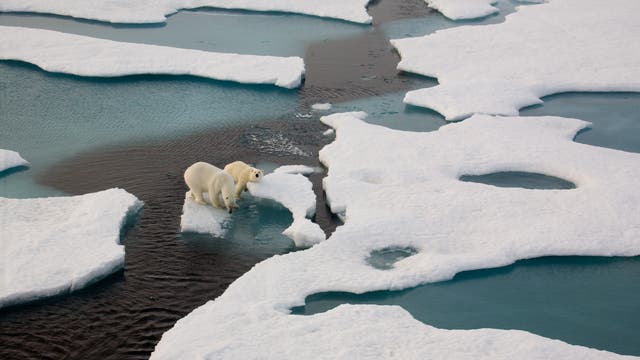 Zwei Eisbären auf einer Scholle im Meer