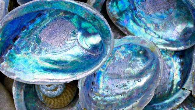Bei Seeohren findet man eine ausgeprägte Perlmuttschicht