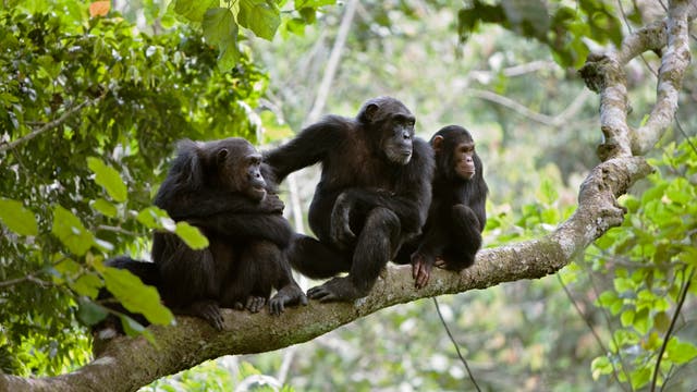 Eine Schimpansenfamilie sitzt auf einen Ast.