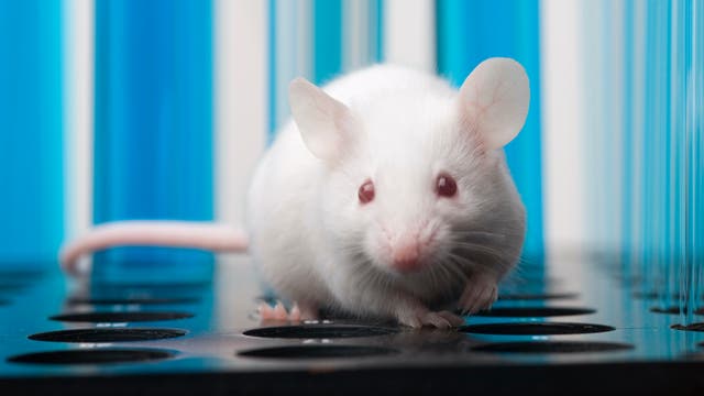 Weiße Maus in einem Labor
