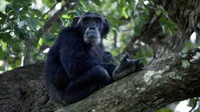 Ein erwachsener Schimpanse sitzt auf einem Baum.