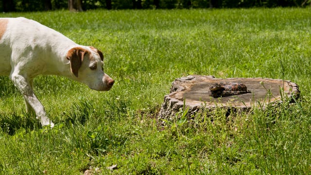 Hund nähert sich einer Schlange auf einem Baumstumpf