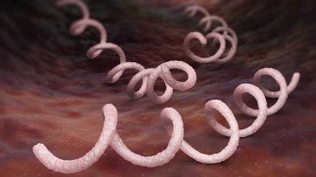 3D-Darstellung der spiralförmigen Struktur eines Syphilis-Bakteriums in einem organischen, röhrenartigen Raum, eventuell einer Ader. Die Struktur ist rosa und windet sich durch den Raum, der in dunklen Rottönen gehalten ist. Die Darstellung zeigt die mikroskopische Ansicht des Bakteriums