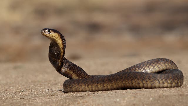 Eine Kobra-Schlange beginnt sich aufzurichten. Der Hintergrund ist verschwommen, das Tier liegt auf Sand.