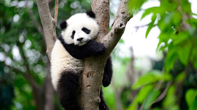 Ein junger Pandabär sitzt allein in einem Baum