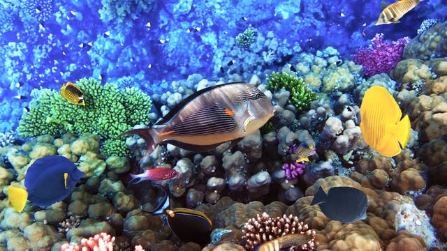 Bunte Fische schwimmen an einem Korallenriff im Roten Meer in Ägypten