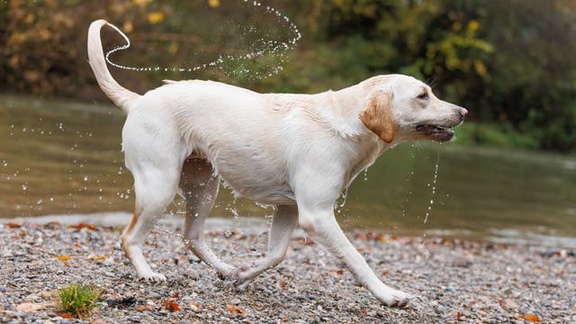 Ein fröhlich wedelnder Hund kommt aus dem Wasser