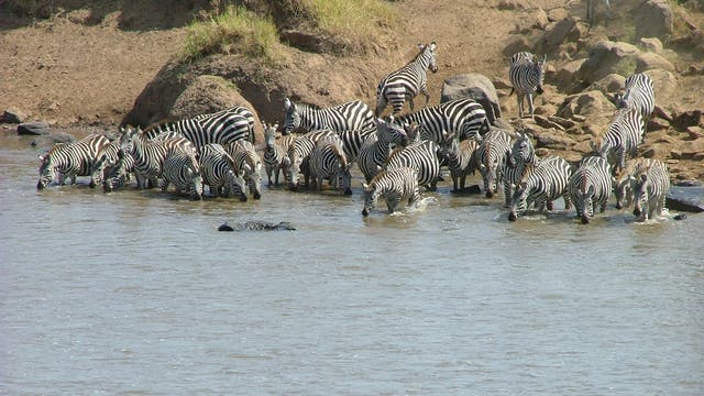 Eine Herde Zebras am Rand eines Gewässers.
