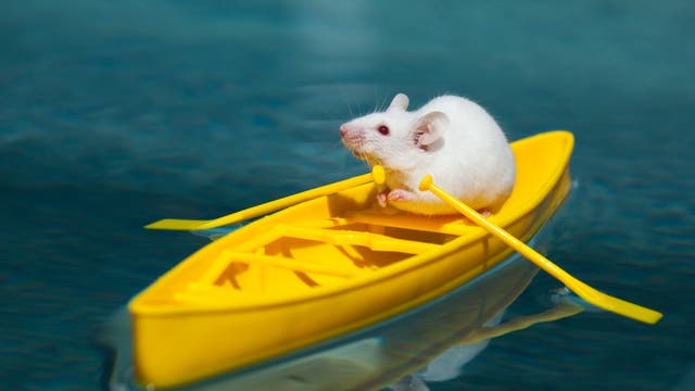 Maus im Ruderboot