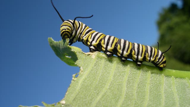 Eine dekorative Monarchfalterraupe knabbert an einem zarten Seidenpflanzenblatt