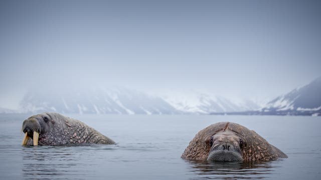 Walrosse in arktischen Gewässern