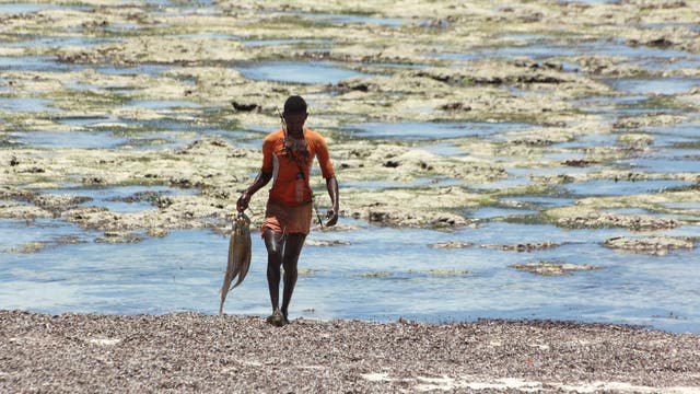 Ein kenianischer Fischer bringt einen Oktopus aus dem Meer.