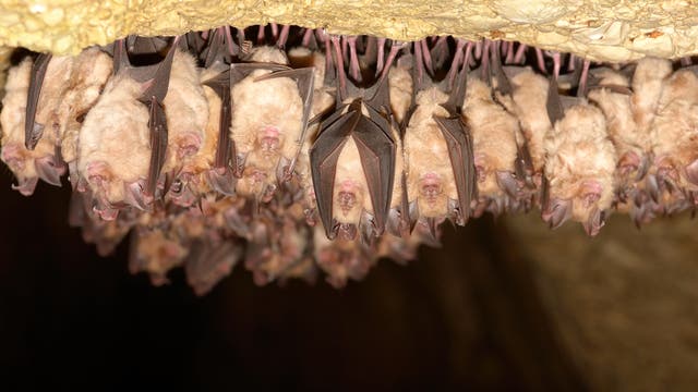 Eine Kolonie von Fledermäusen der Art Große Hufeisennasen hängen an einer Höhlendecke.