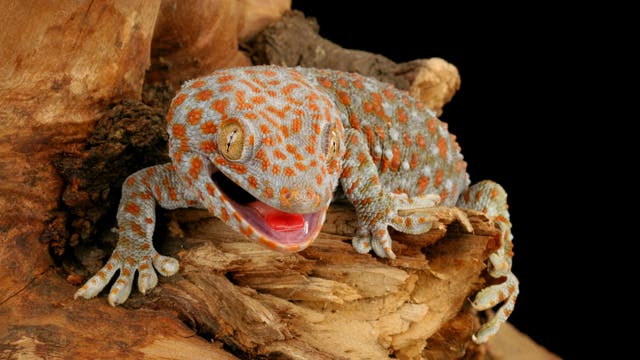 Der Tokeh-Gecko hat orangefarbene Punkte auf grünblauer Haut.