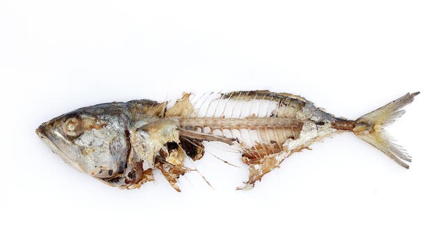 Dies ist ein definitiv toter Fisch. Ein Ex-Fisch. Er ruht in Frieden.