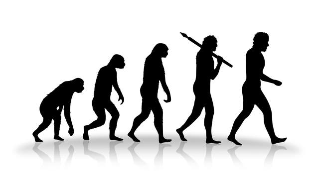 Stufen der Evolution des Menschen