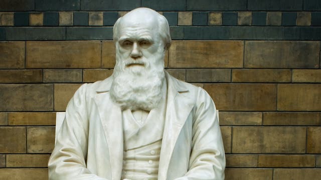 Statue von Charles Darwin in der Haupthalle des Natural History Museum in London.