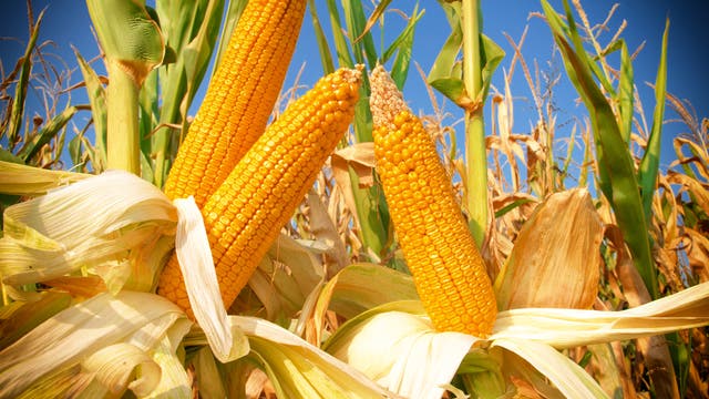 Der Mais hat wohl das dynamischste Genom der Welt